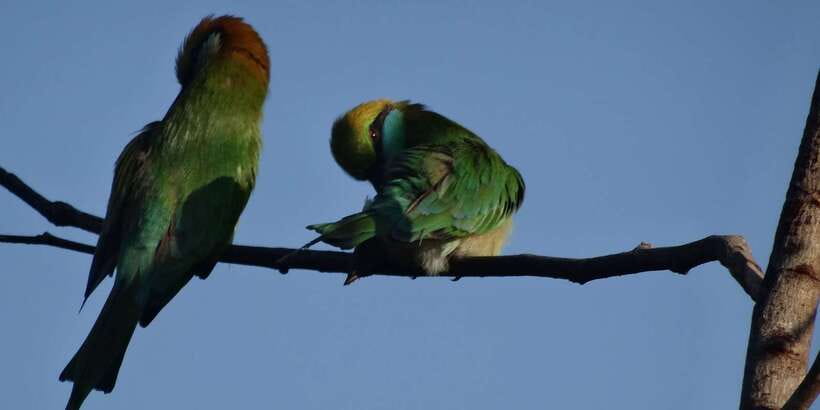 Yala: Morning or Afternoon All-inclusive Private Safari - Snacks and the small comforts that matter