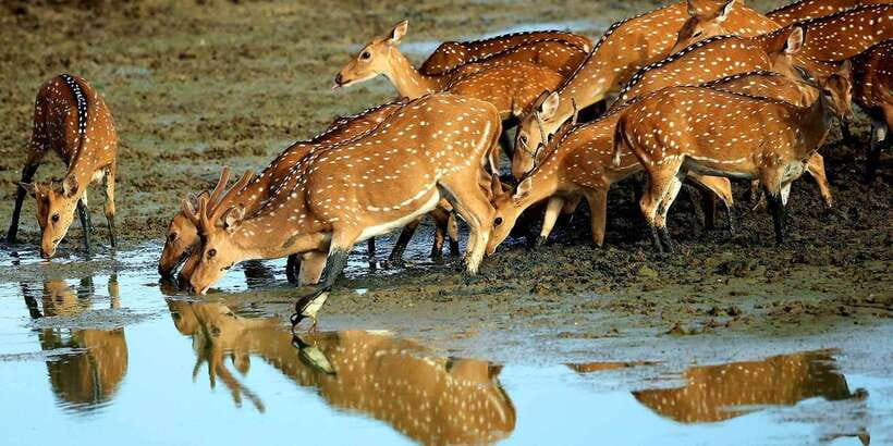 Yala: Morning or Afternoon All-inclusive Private Safari - Who will get the most from this Yala tour