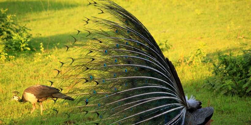 Yala: Morning or Afternoon All-inclusive Private Safari - The three to four hour game drive