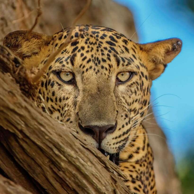 Yala National Park: 7 hour & 12 hour Leopard Safari Tours - Key points to know before you go