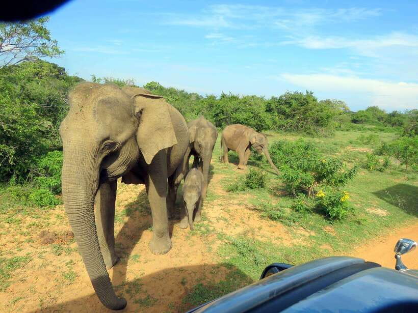 Yala National Park: 7 hour & 12 hour Leopard Safari Tours - Should you book it?