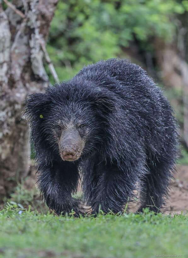 Yala National Park: 7 hour & 12 hour Leopard Safari Tours - Why Yala is worth a very early start