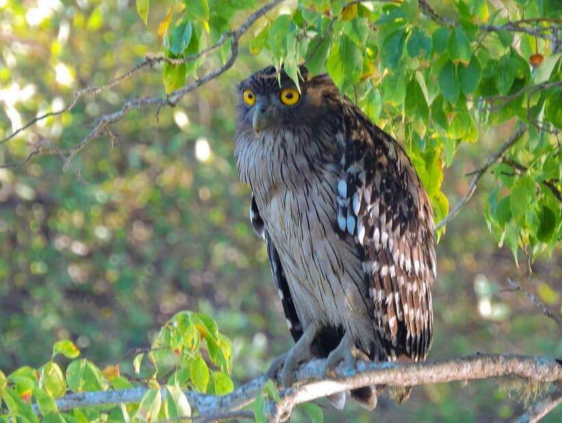 Yala National Park: 7 hour & 12 hour Leopard Safari Tours - Elephants, bears, crocodiles, and the smaller finds