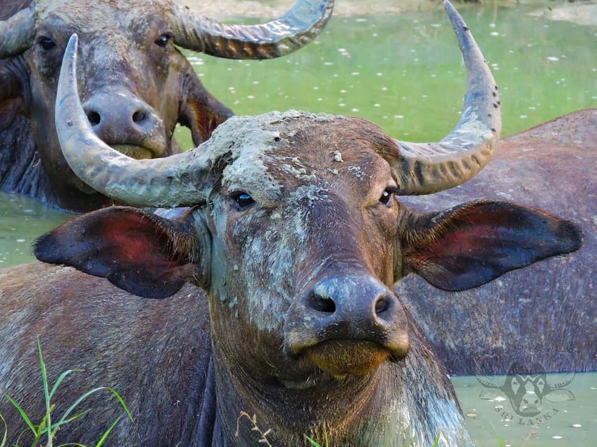 Yala National Park: 7 hour & 12 hour Leopard Safari Tours - Who will enjoy this Yala safari most