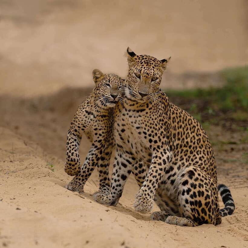 Yala National Park: 7 hours or 12 hours Leopard Wild Safari - Who will enjoy this safari most