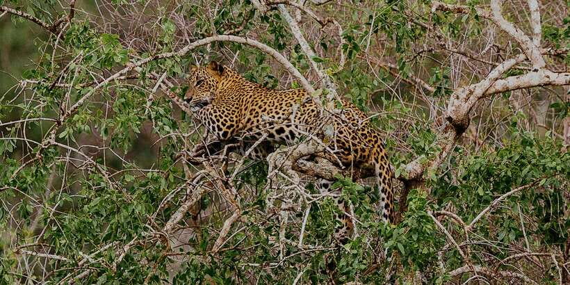 Yala National Park: All Inclusive Full-Day Safari with Lunch - Key points at a glance