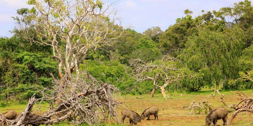 Yala National Park: All Inclusive Full-Day Safari with Lunch - Who should book this safari?
