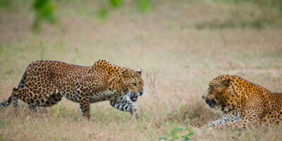 Yala National Park: All Inclusive Full-Day Safari with Lunch