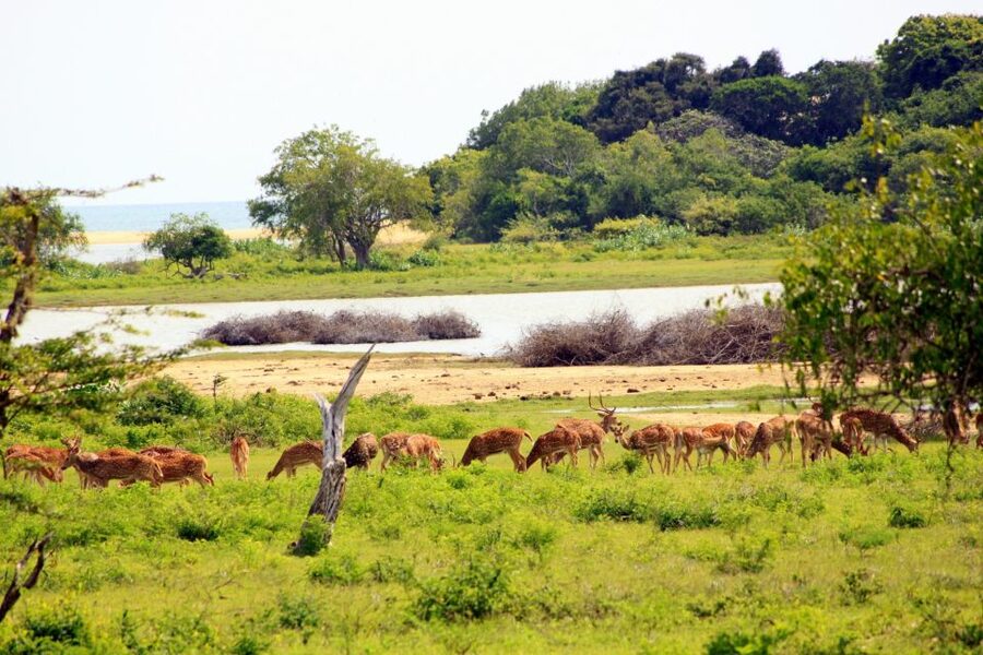 Yala National Park: All Inclusive Full-Day Safari with Lunch - The animals you may see in Yala