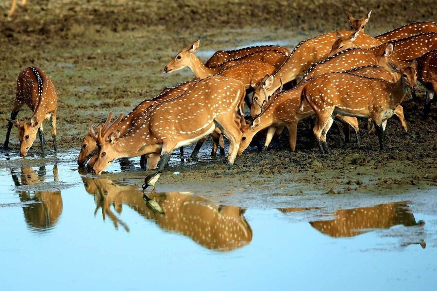 Yala National Park: All Inclusive Full-Day Safari with Lunch - Is $145 good value?