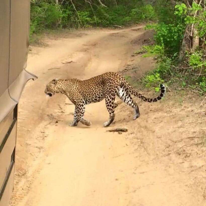 Yala National Park: All Inclusive Private Safari Day Trip - Why Yala is worth the early start