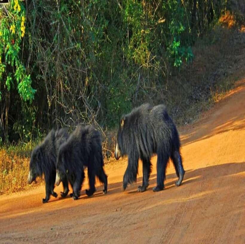 Yala National Park: All Inclusive Private Safari Day Trip - Guides, language, and the human side of the day