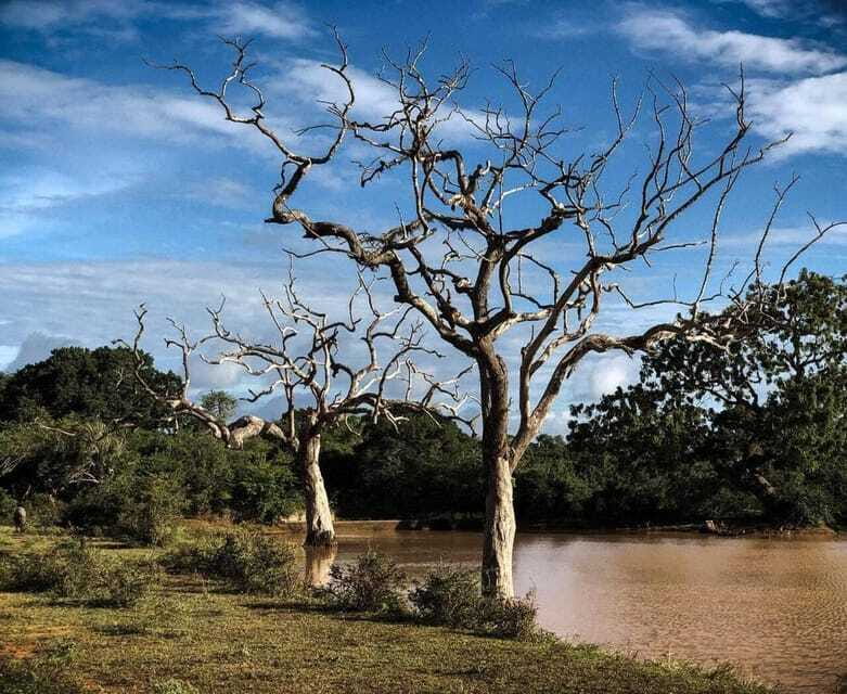 Yala National Park: All Inclusive Private Safari Day Trip - Cancellation and communication tips