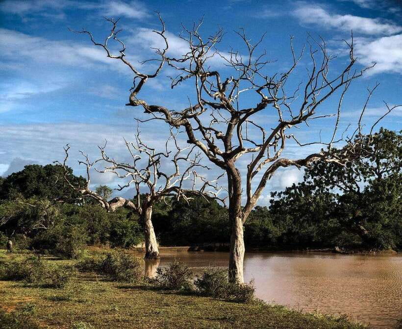 Yala National Park: All Inclusive Private Safari Day Trip - The long pickup day from Sri Lanka’s coast