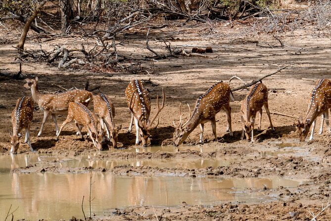 Yala National Park Entrance Ticket with Private Safari - Why Prebooking the Yala Entrance Ticket Helps