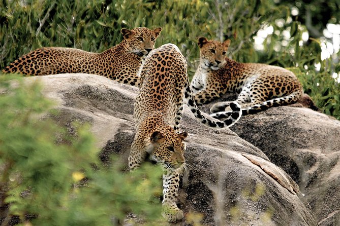 Yala National Park Entrance Ticket with Private Safari - Riding the Open-Sided Jeep for Three Hours