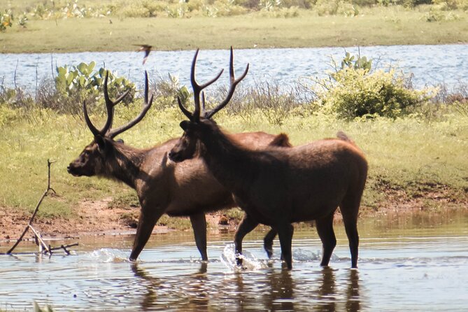 Yala National Park Entrance Ticket with Private Safari - What You Might See in Yala