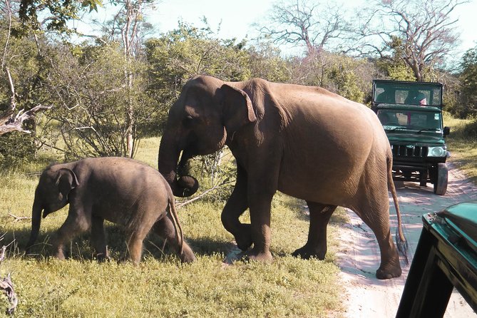 Yala National Park Entrance Ticket with Private Safari - Morning Versus Evening Timing