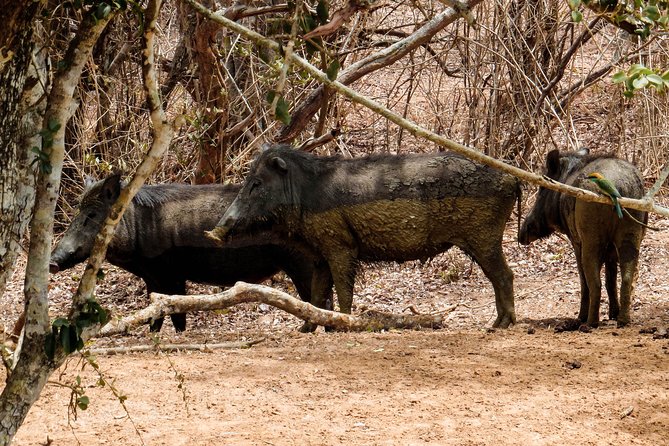 Yala National Park Entrance Ticket with Private Safari - Starting at Palatupana, Yala’s Southern Gateway