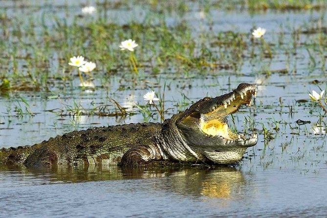Yala National Park Full-Day Jeep Safari with Lunch - Why Yala makes this a serious wildlife day
