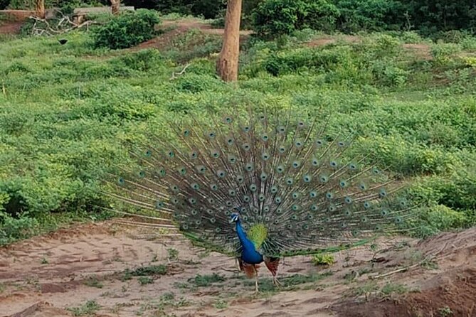 Yala National Park Full-Day Jeep Safari with Lunch - Who will enjoy this more, and who should reconsider