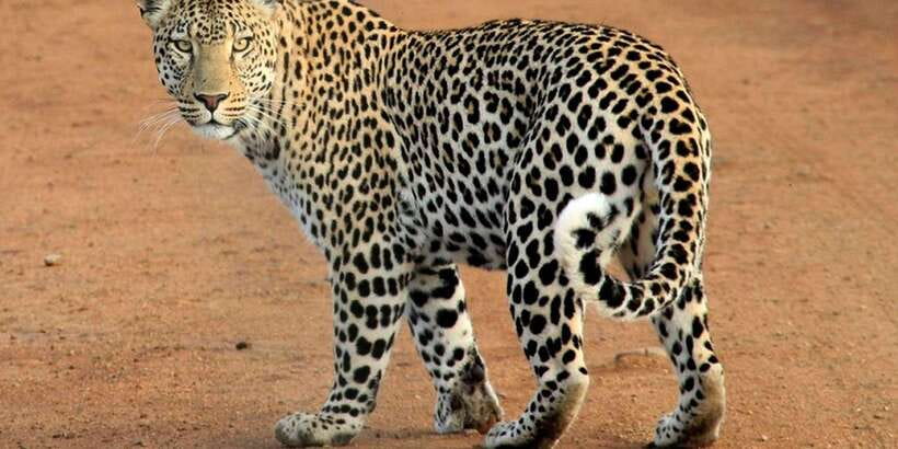 Yala National Park : Full Day Safari(04:30-18:00) - Should you book the Yala full-day safari?