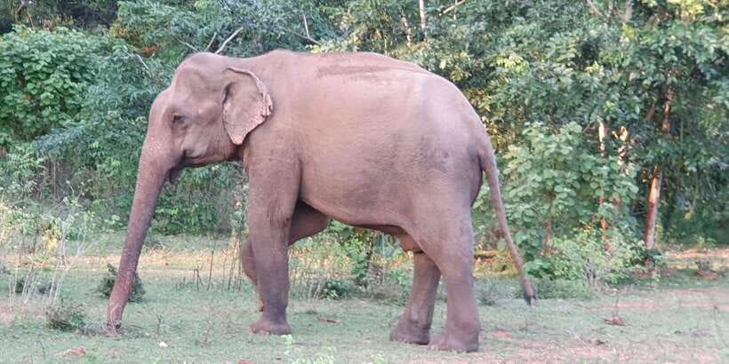 Yala National Park : Full Day Safari(04:30-18:00) - The jeep, seating, and privacy question