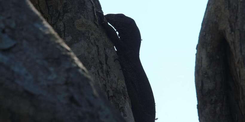 Yala National Park : Full Day Safari(04:30-18:00) - What you may see inside Yala