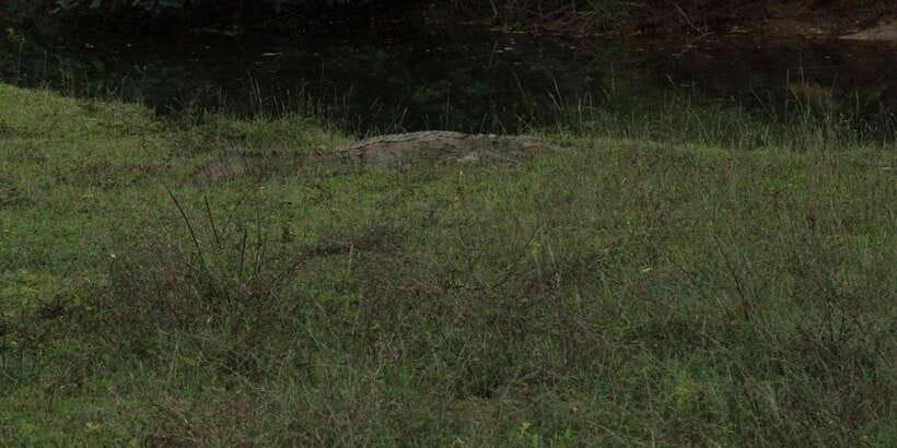 Yala National Park : Full Day Safari(04:30-18:00) - The two-hour break by the sea