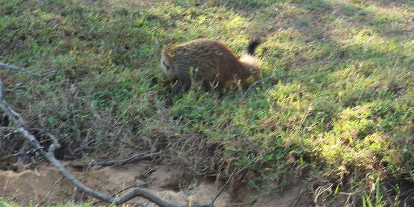 Yala National Park : Full Day Safari(04:30-18:00) - Picnic meals and what to bring