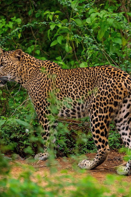 Yala National Park : Full Day Safari(04:30-18:00) - Is $48 a good value?