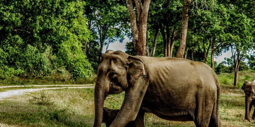 Yala National Park : Full Day Safari(04:30-18:00) - Who will enjoy this full-day safari?