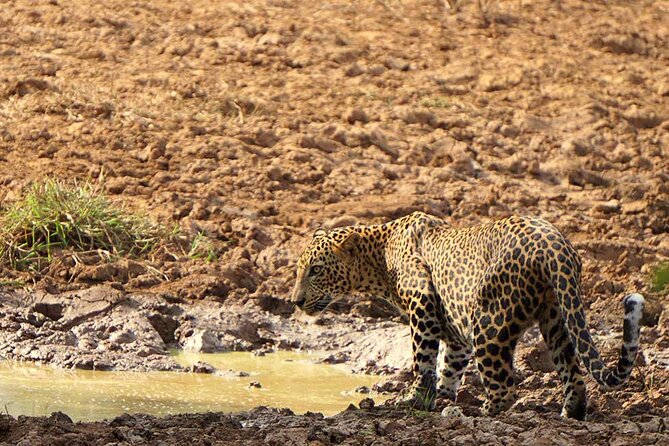 Yala National Park - Full Day Safari (04:30 am - 06:00 pm) - Why Yala is worth an early start