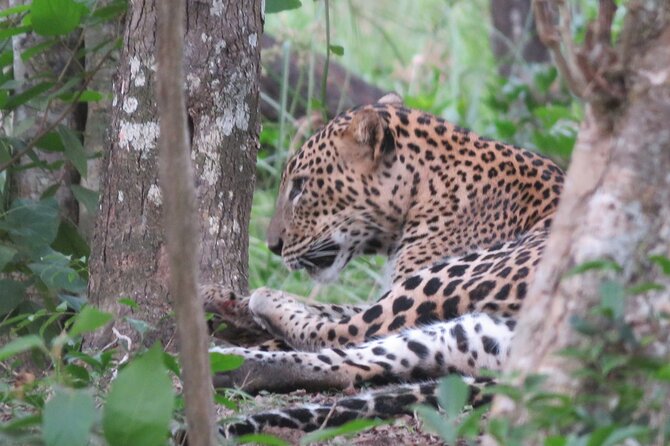 Yala National Park - Full Day Safari (04:30 am - 06:00 pm) - Tracking elephants, birds, and the smaller sightings