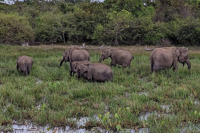 Yala National Park - Full Day Safari (04:30 am - 06:00 pm) - The jeep setup and group size