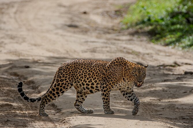 Yala National Park - Full Day Safari (04:30 am - 06:00 pm) - Breakfast, lunch, fruit, and water in the park