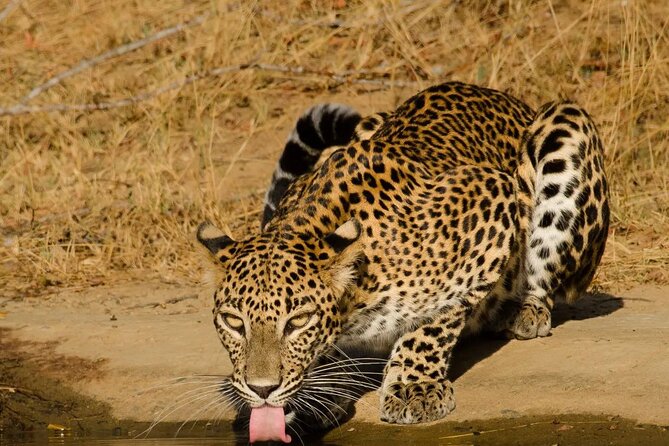 Yala National Park - Full Day Safari (04:30 am - 06:00 pm) - Is $99 a fair price?