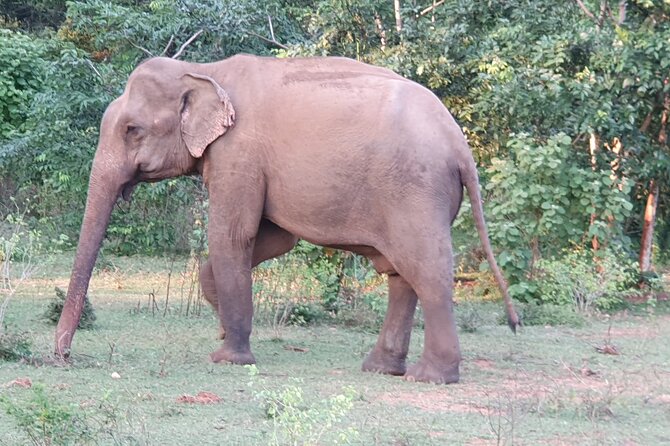 Yala National Park - Full Day Safari (04:30 am - 06:00 pm) - Who will enjoy this safari most