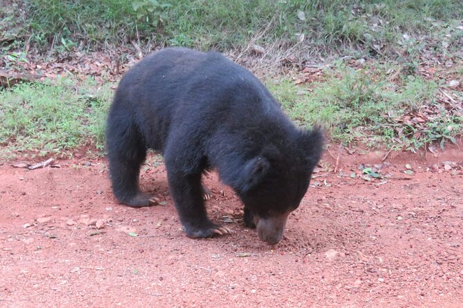 Yala National Park - Full Day Safari (04:30 am - 06:00 pm) - The first hours: leopards, queues, and fresh attention