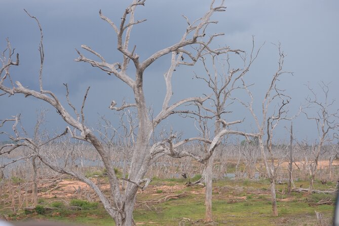 Yala National Park Full Day Safari Tour - Why Yala rewards a full day