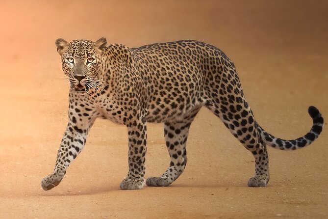 Yala National Park Full Day Safari Tour - Searching for leopards in Yala