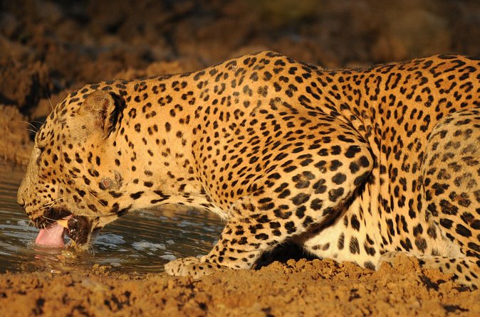 Yala National Park Full Day Safari Tour - Elephants, deer, birds, and the quieter sightings
