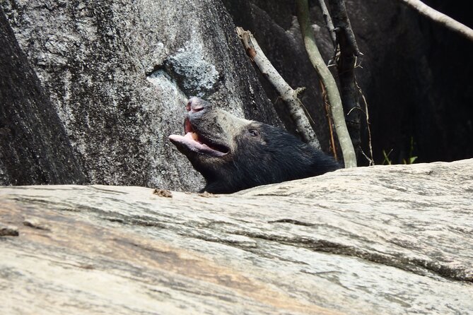 Yala National Park Full Day Safari Tour - Is $96 a fair price?