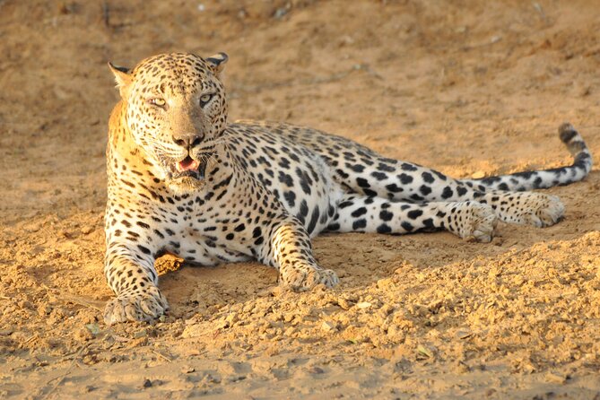 Yala National Park Full Day Safari Tour - Comfort, group size, and the physical side
