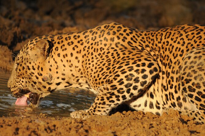 Yala National Park Full Day Safari Tour - The guiding style that matters most