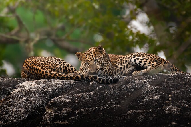 Yala National Park Full Day Safari Tour - The 4:30 am pickup and the start of the safari