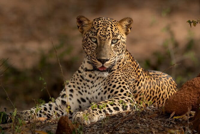 Yala National Park Guided Safaris - Why the private format changes the safari