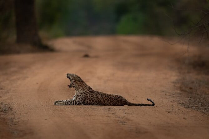 Yala National Park Guided Safaris - Who will enjoy this safari most?