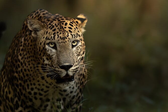 Yala National Park Guided Safaris - The guide team: naturalists with a camera eye