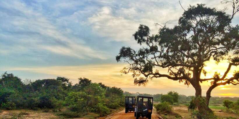 Yala National Park: Half, 7-Hour, or Full-Day Safari & Meals - Why Yala is worth your safari time